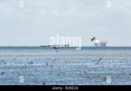 (Curlew Numenius arquata) Foto Stock