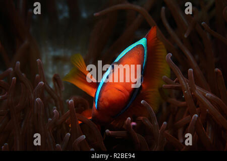 Il pomodoro clownfish (Amphiprion frenatus (Lat)) è nascosto all'interno di red anemone, Panglao, Filippine Foto Stock