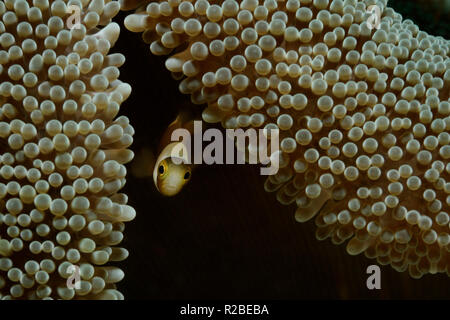 Un bambino amphiprion è peeping fuori della sua casa anemone, Panglao, Filippine Foto Stock