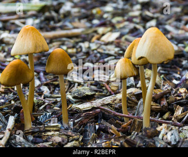 Mazzetto di Bianca Cappello dunce funghi con forma di campana caps in crescita in alcuni frammenti di legno di foresta naturale sfondo di autunno Foto Stock