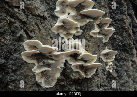 Ripiano bianco di funghi polypore sulla corteccia di albero macro Foto Stock