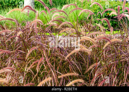 Fontana viola erba (Pennisetum setaceum rubrum) - Pembroke Pines, Florida, Stati Uniti d'America Foto Stock