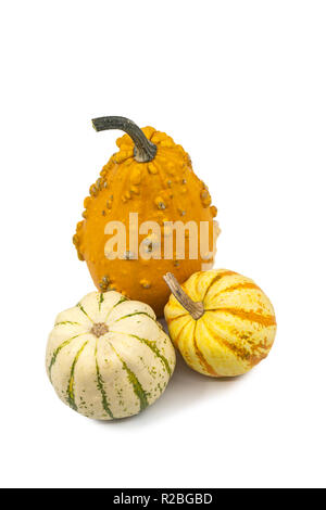 Tre fresco autunno ornamentali Cucurbita zucche o zucca con assortimento di forme e colori visualizzati ad alto angolo sul bianco con spazio copia simbolica della collezione autunno Foto Stock