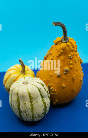 Il trio di colorati ornamentali zucche di caduta o di zucche con motivi bi-color cotenne e una a forma di pera orange frutta coperta in presenta verrucosa noduli su un blu Foto Stock
