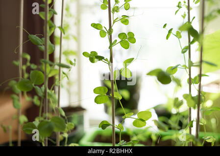 Stile di vita rurale closeup di homegrown potted snow piselli piante vegetali con organici, delicato foglie verde salendo verso l'alto su una piantagione stick Foto Stock