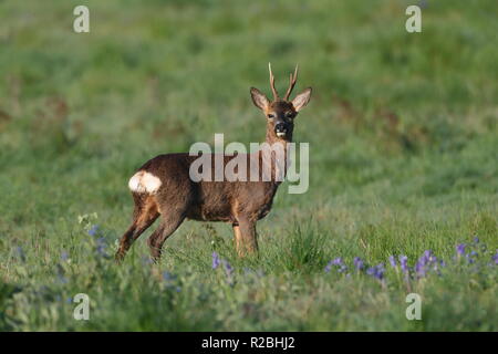 Capriolo Foto Stock