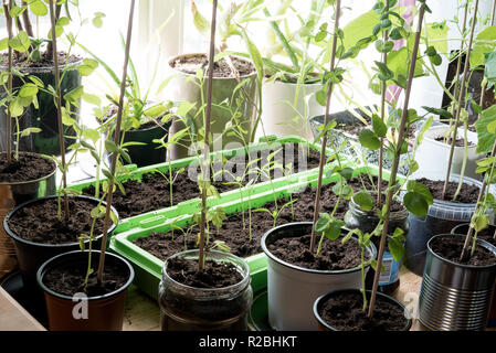 Un hipster rural orto con molti organico crescente autosufficienti ortaggi Piante in diversi riutilizzati potts interno in cucina Foto Stock