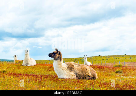 Un gregge di lama nel deserto di Atacama, Sud America, Cile Foto Stock