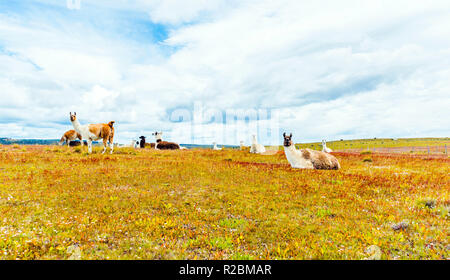 Un gregge di lama nel deserto di Atacama, Sud America, Cile Foto Stock