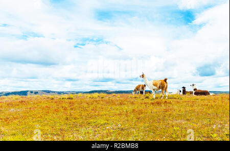 Un gregge di lama nel deserto di Atacama, Sud America, Cile Foto Stock