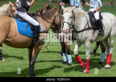Waikii, Hawaii - Polo pony prima di una partita a Mauna Kea Polo Club. Il club svolge domenica pomeriggio sulle pendici del vulcano dormiente, Mauna K Foto Stock