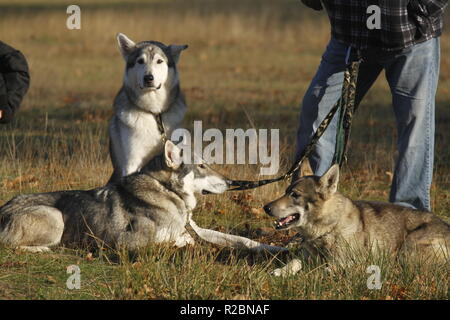 Cani Husky, huskies bloodhound, Foto Stock