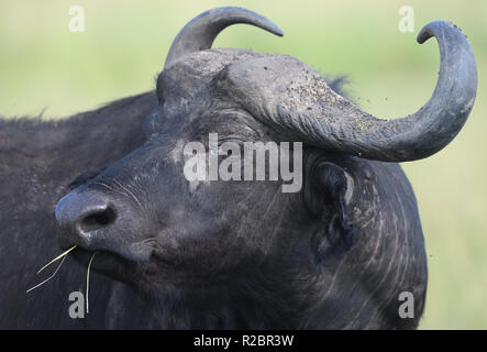 Ritratto di un contemplativo cercando bufalo africano o bufalo del capo (Syncerus caffer). Queen Elizabeth National Park, Uganda. Foto Stock
