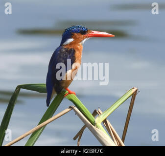 Una Malachite Kingfisher (Corythornis cristatus ) orologi dell'acqua in corrispondenza del bordo del canale Kazinga tra il lago George e Lago Edward. Queen Eliza Foto Stock