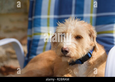 Ritratto in blu sedia outdoor piccola croce razza cane contro il muro di pietra Foto Stock