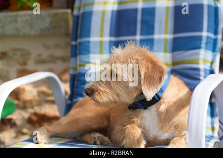 Ritratto in blu sedia outdoor piccola croce razza cane contro il muro di pietra Foto Stock