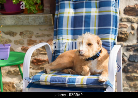 Ritratto in blu sedia outdoor piccola croce razza cane contro il muro di pietra Foto Stock