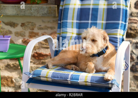 Ritratto in blu sedia outdoor piccola croce razza cane contro il muro di pietra Foto Stock