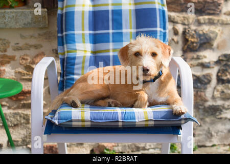 Ritratto in blu sedia outdoor piccola croce razza cane contro il muro di pietra Foto Stock