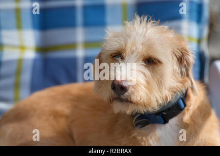 Ritratto in blu sedia outdoor piccola croce razza cane contro il muro di pietra Foto Stock