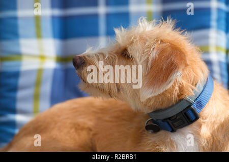 Ritratto in blu sedia outdoor piccola croce razza cane contro il muro di pietra Foto Stock