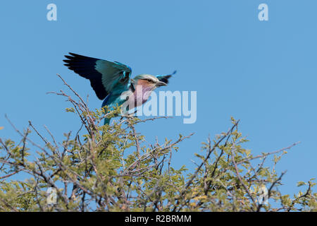 Bella lilla rullo contraffacciate decollare da un ramo, il Parco Nazionale di Etosha, Namibia, Africa Foto Stock