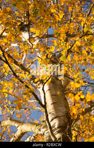 Un argento betulla, Betula pendula, nel pomeriggio di sole in novembre che crescono lungo il nord del Dorset Trailway rotta. Il Dorset England Regno Unito GB Foto Stock