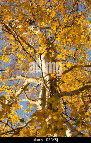 Un argento betulla, Betula pendula, nel pomeriggio di sole in novembre che crescono lungo il nord del Dorset Trailway rotta. Il Dorset England Regno Unito GB Foto Stock