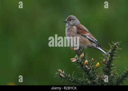 Adulto Linnets Foto Stock