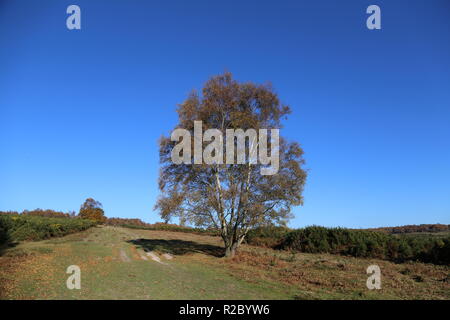 Albero solitario in autunno sunshine Foto Stock