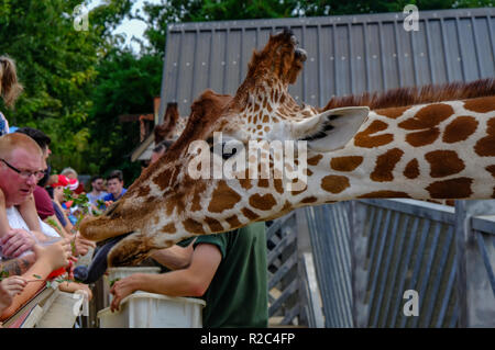 Colchester, Essex, Regno Unito - 27 Luglio 2018: primo piano di una giraffa di testa con la lingua fuori. Colpo al tempo di alimentazione allo zoo. Foto Stock