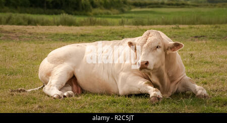 Pedigree Charolais bull sdraiato in alpeggio estivo sulla tradizionale fattoria organica in Inghilterra, Regno Unito Foto Stock