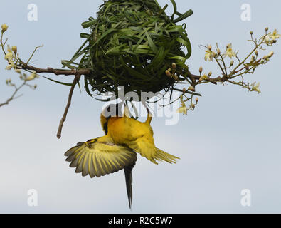 Un villaggio maschio weaver (Ploceus cucullatus) noto anche come the spotted-backed o tessitore Tessitore a testa nera viene visualizzato per le femmine al di sotto del suo creato di recente Foto Stock