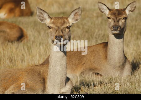 Cervi, Glenfield Lodge Park, Leicestershire, Regno Unito Foto Stock