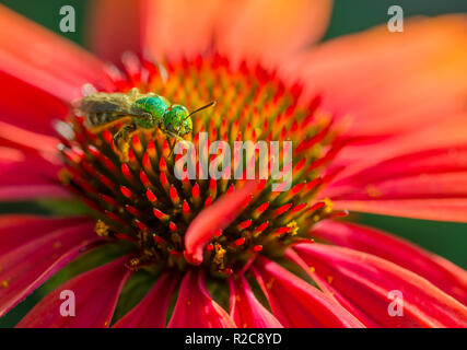 Un verde metallizzato il sudore Bee (Agapostemon) toelettatura il polline dalle sue antenne su un rosso brillante fiore di echinacea. Foto Stock