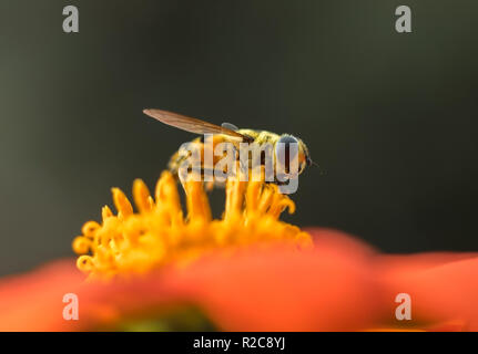 Un Hover Fly o fiore Fly (Syrphid) impollinare un arancione girasole messicano (Tithonia rotundifolia). Foto Stock