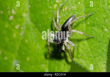 Dimorphic Jumping Spider, Maevia inclemens, maschio Foto Stock