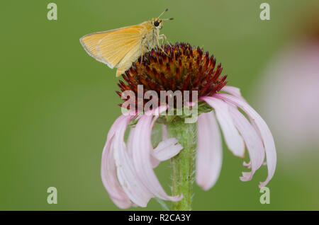 Arogos Skipper, Atrytone arogos, femmina su purple coneflower, Echinacea angustifolia Foto Stock