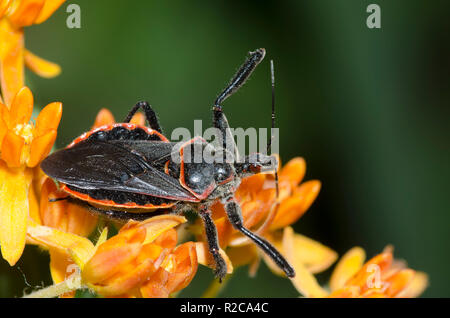 Bee Assassin, Apiomerus crassipes, su orange milkweed, Asclepias tuberosa Foto Stock