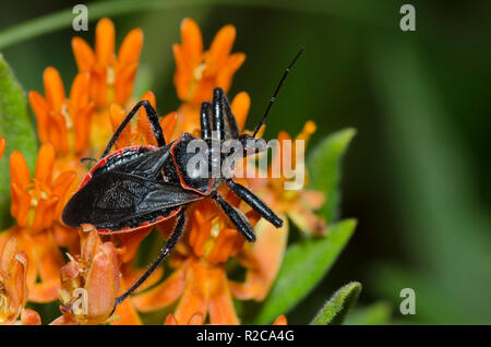 Bee Assassin, Apiomerus crassipes, su orange milkweed, Asclepias tuberosa Foto Stock