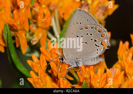 Coral Hairstreak, Satyrium tito, femmina su orange milkweed, Asclepias tuberosa Foto Stock