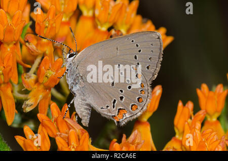 Coral Hairstreak, Satyrium tito, femmina su orange milkweed, Asclepias tuberosa Foto Stock