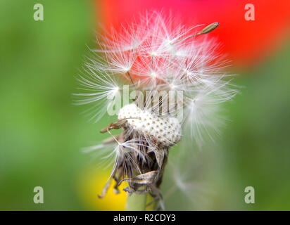 Parzialmente soffiato via Foto Stock