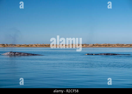 Soffiando balena grigia naso viaggiando oceano pacifico in Baja California Foto Stock