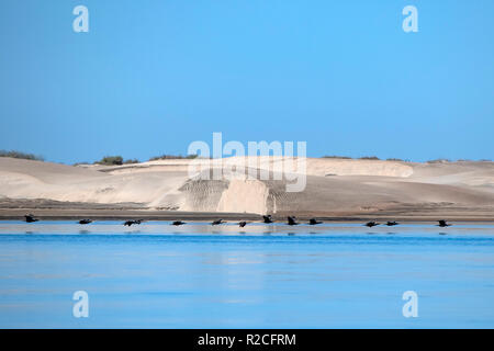 Cormorano battenti nella baia di Magdalena Adolfo López Mateos village vista aerea panorama Baja California Sur Messico dune di sabbia Foto Stock