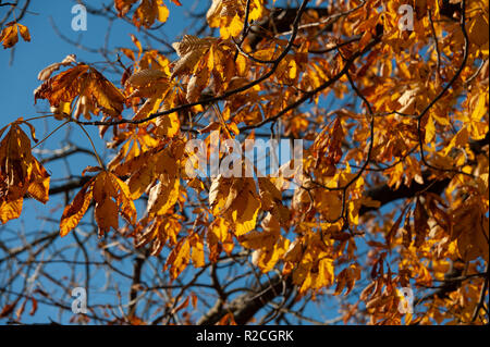 Autunnale di Ippocastano foglie (Aesculus hippocastanum) contro il cielo blu brillante a Frome, Somerset, Regno Unito. Foto Stock