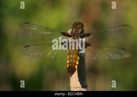 Barca a vela dragonfly - pancia piatta Foto Stock