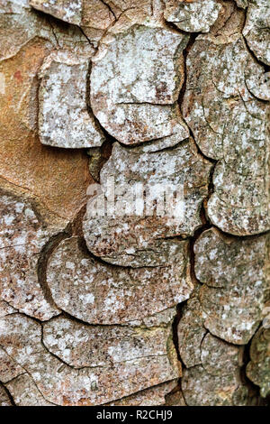 Acer pseudoplatanus di corteccia di albero Foto Stock