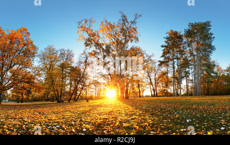 Bellissimo parco giardino in atumn. Panorama di caduta nel parco presso sunrise in Slovacchia Foto Stock