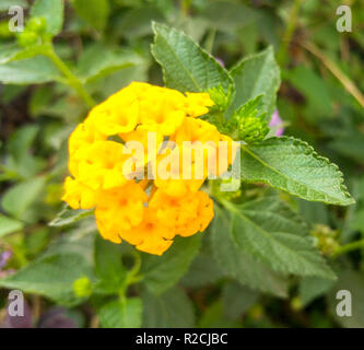 Una vista ravvicinata di fiori gialli in giardino Foto Stock